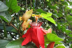 Passiflora racemosa